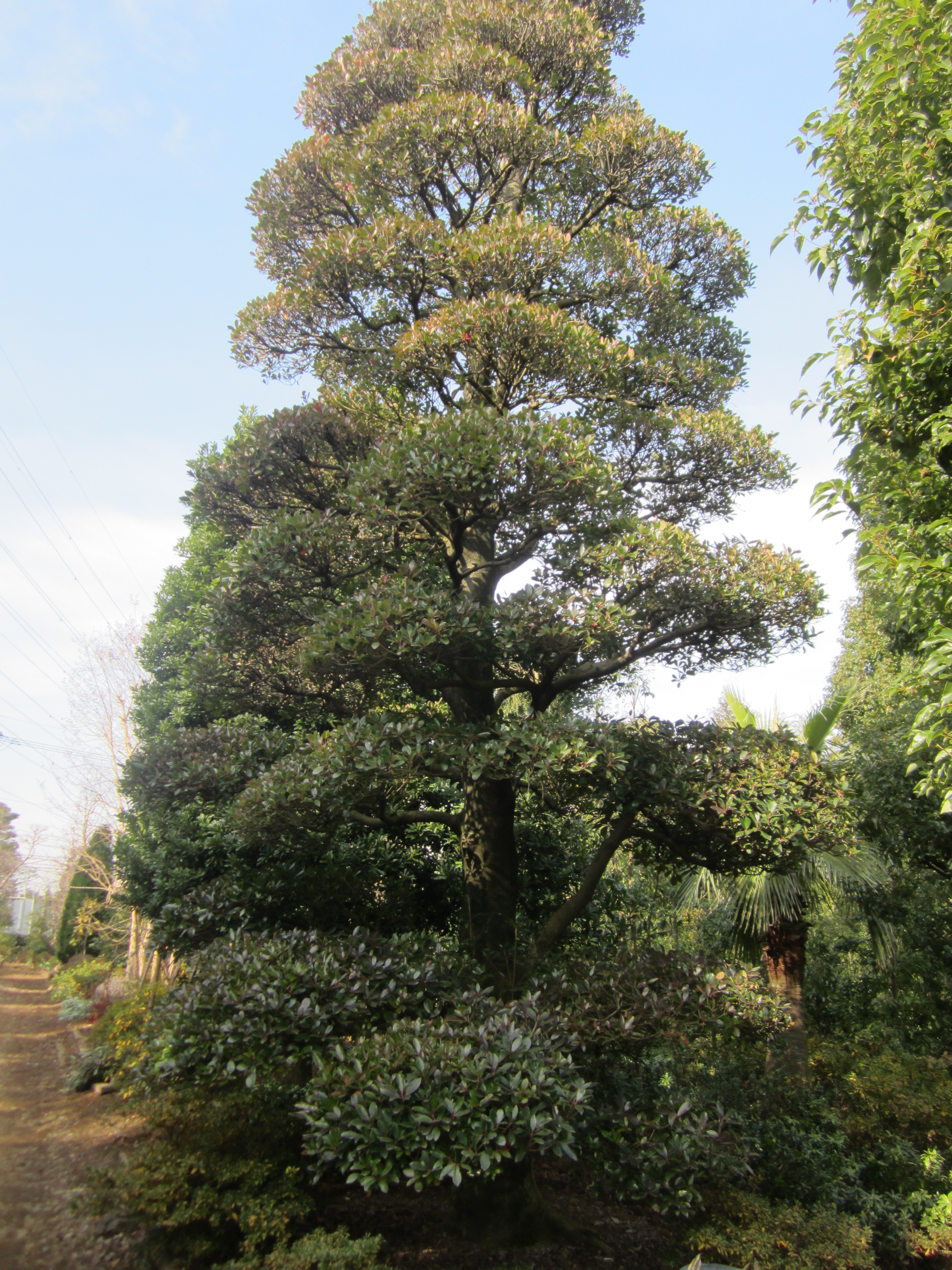 其他植物 2